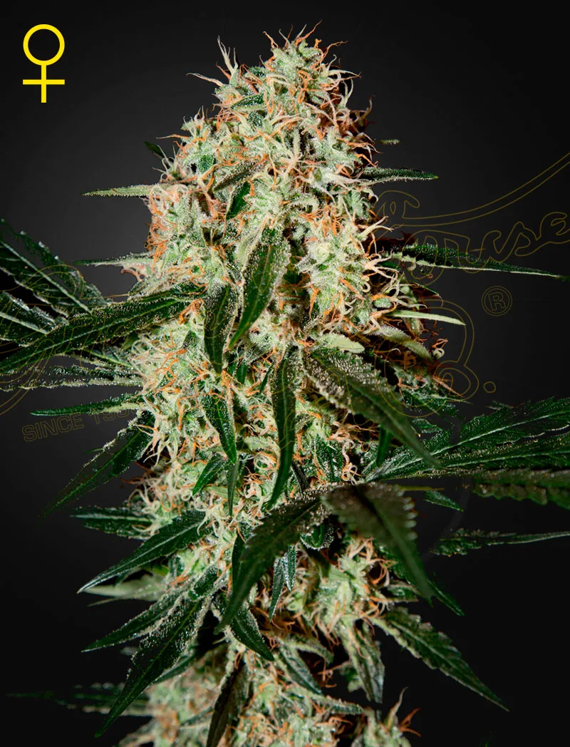 Arjans Haze 3 – Greenhouse Seed Co – Feminisiert