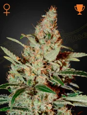 Chemdog – Greenhouse Seed Co – Feminisiert
