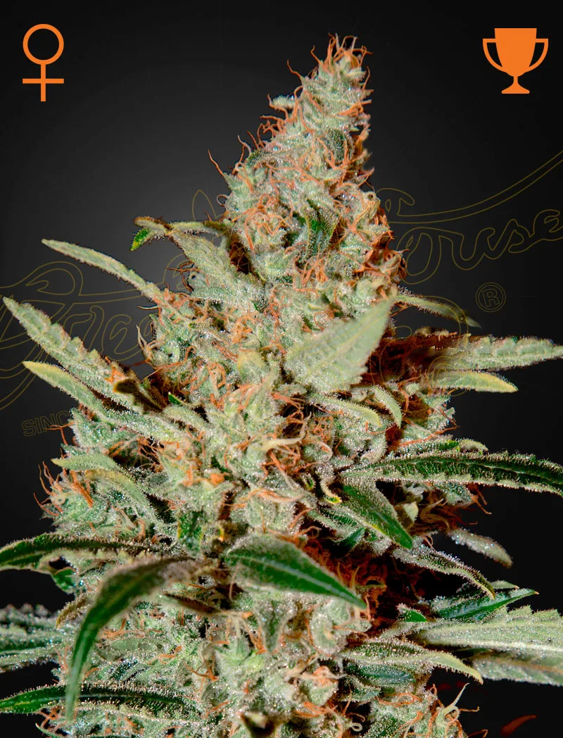 Chemdog – Greenhouse Seed Co – Feminisiert