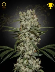 Super Silver Haze – Greenhouse Seed Co – Feminisiert