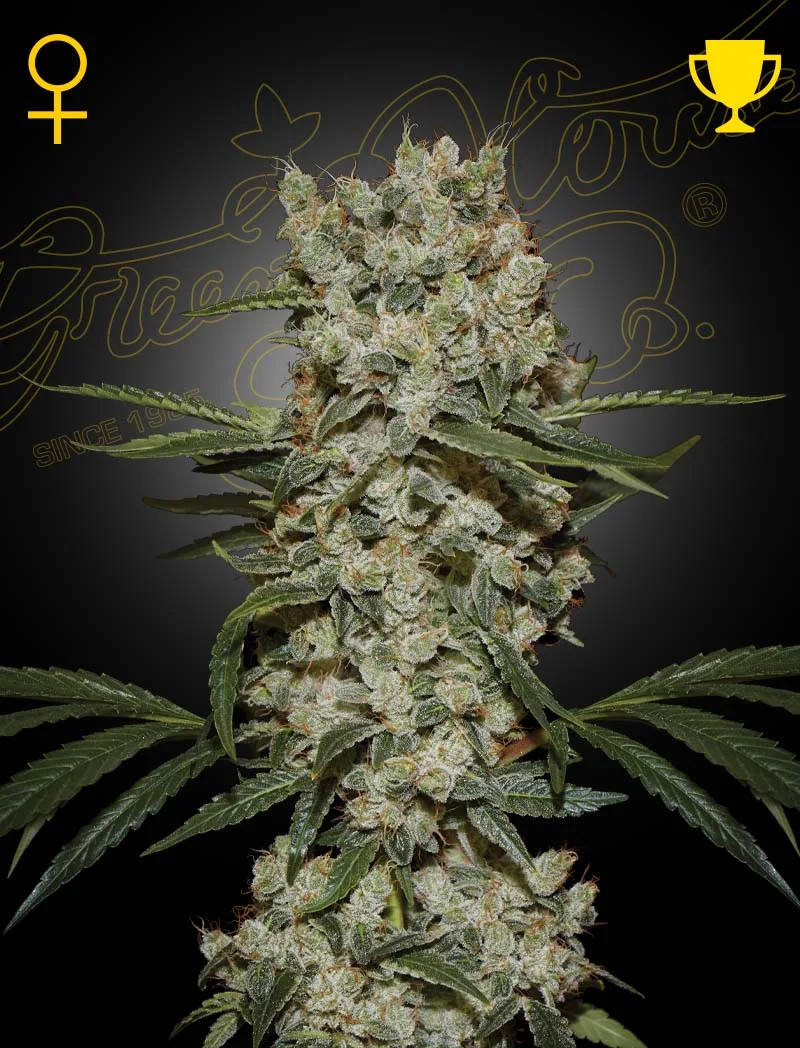 Super Silver Haze – Greenhouse Seed Co – Feminisiert