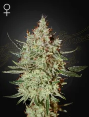 Train Wreck – Greenhouse Seed Co – Feminisiert
