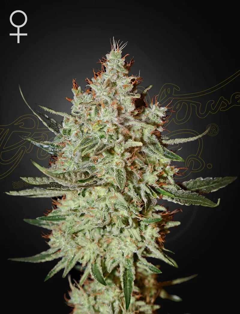 Train Wreck – Greenhouse Seed Co – Feminisiert