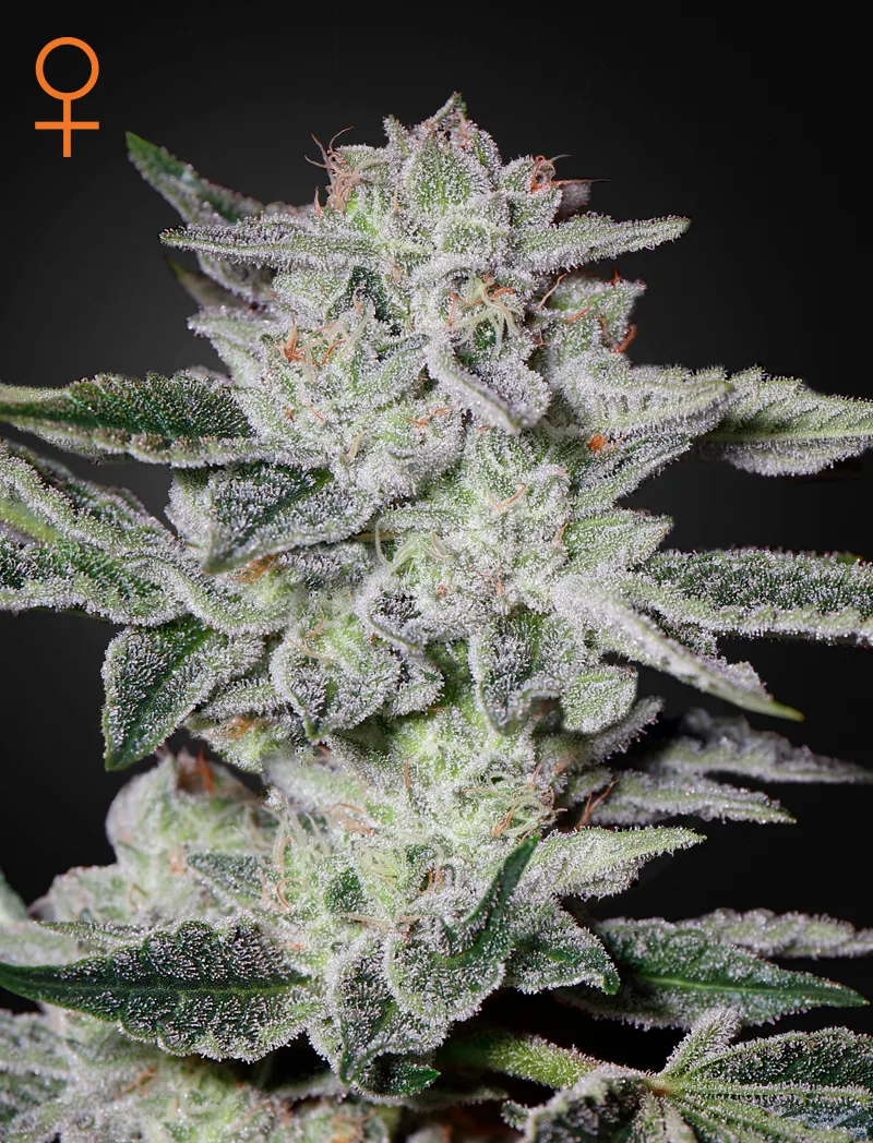 Sweet Valley Kush – Greenhouse Seed Co – Feminisiert