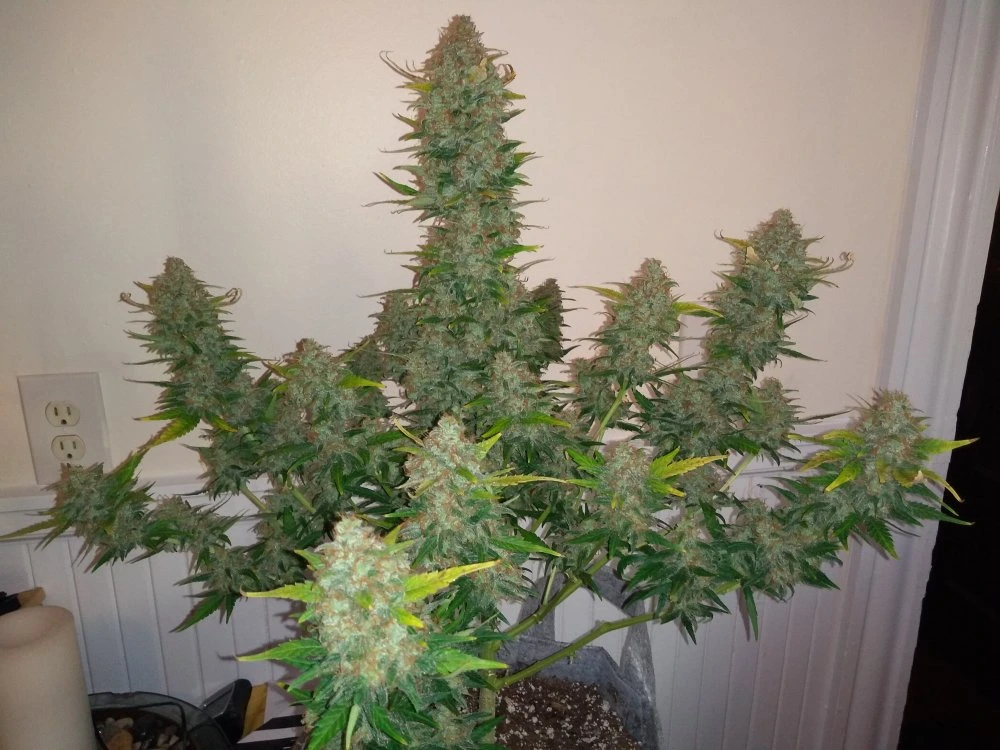 Trans Siberian – Auto Seeds – Autoflowering