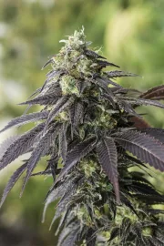 707 Headband – Humboldt Seed Organization – Feminisiert
