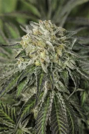 Amherst Sour Diesel – Humboldt Seed Organization – Feminisiert