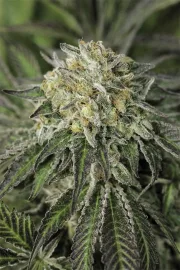 Amherst Sour Diesel – Humboldt Seed Organization – Feminisiert