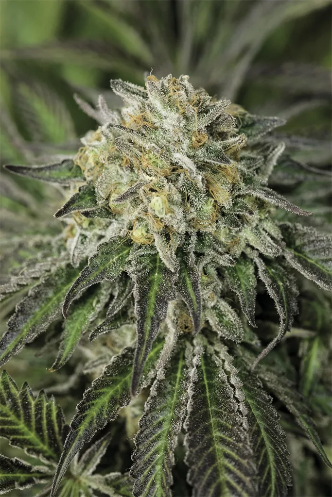 Amherst Sour Diesel – Humboldt Seed Organization – Feminisiert