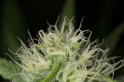 Blue Dream – Humboldt Seed Organization – Feminisiert