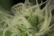 Blue Dream – Humboldt Seed Organization – Feminisiert