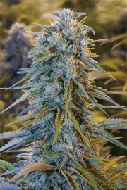 Blue Dream – Humboldt Seed Organization – Feminisiert