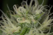 Blue Dream – Humboldt Seed Organization – Feminisiert