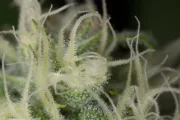 Blue Dream – Humboldt Seed Organization – Feminisiert