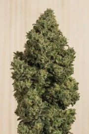 Blue Dream CBD – Humboldt Seed Organization – Feminisiert