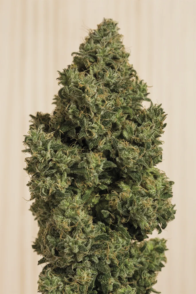 Blue Dream CBD – Humboldt Seed Organization – Feminisiert