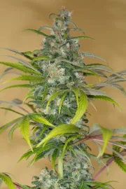 Blue Dream CBD – Humboldt Seed Organization – Feminisiert