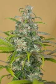 Blue Dream CBD – Humboldt Seed Organization – Feminisiert