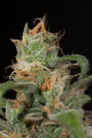 Blue Dream CBD – Humboldt Seed Organization – Feminisiert