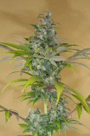 Blue Dream CBD – Humboldt Seed Organization – Feminisiert