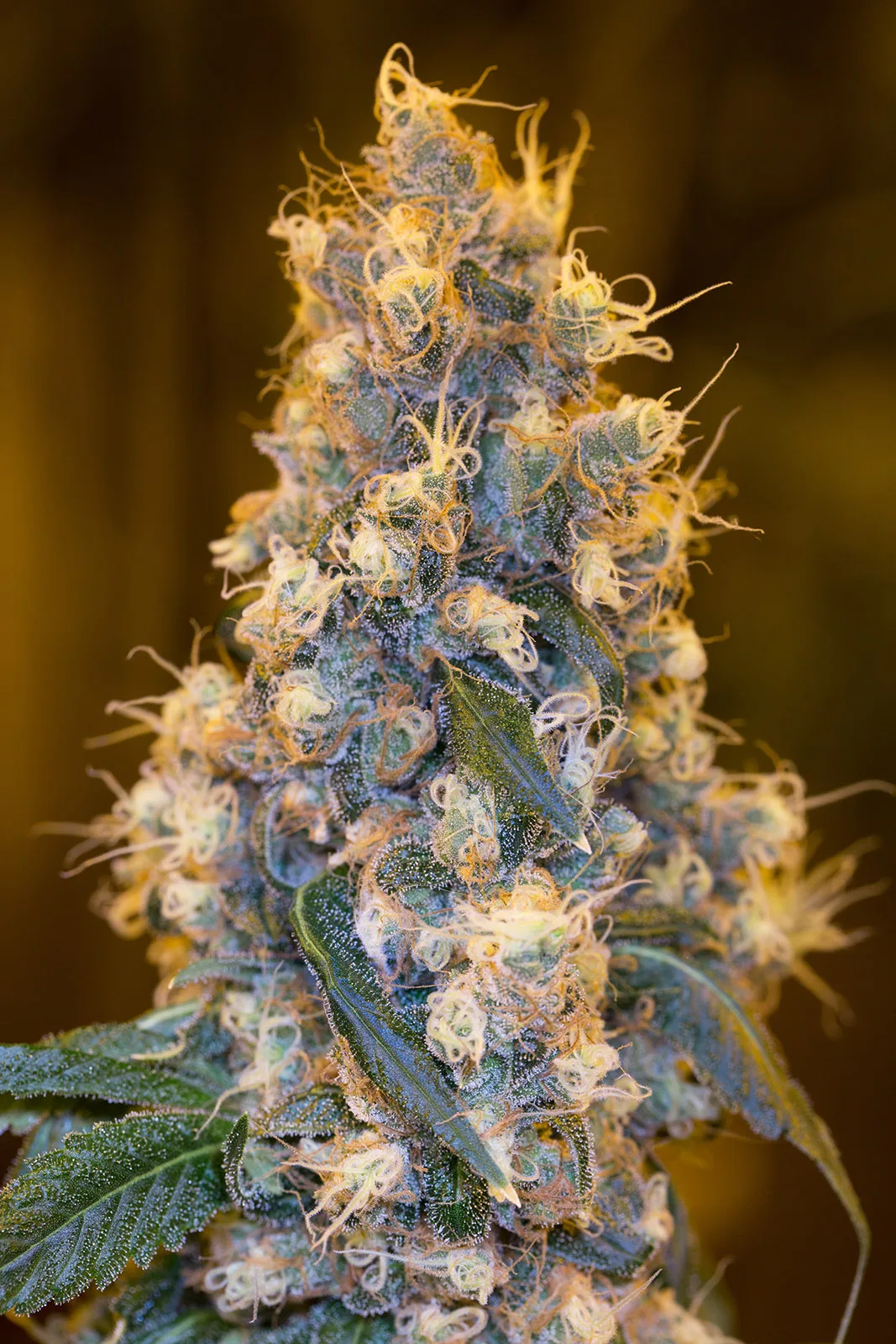 Blue Fire – Humboldt Seed Organization – Feminisiert