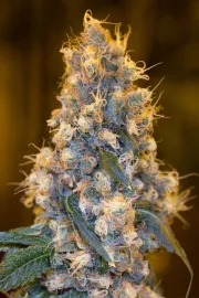 Blue Fire – Humboldt Seed Organization – Feminisiert