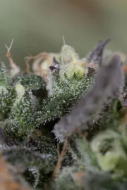 Blueberry Headband – Humboldt Seed Organization – Feminisiert