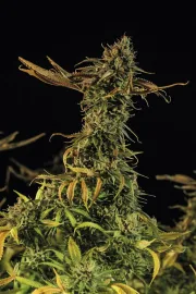 Blueberry Headband – Humboldt Seed Organization – Feminisiert