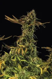 Blueberry Headband – Humboldt Seed Organization – Feminisiert