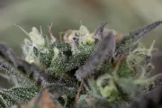 Blueberry Headband – Humboldt Seed Organization – Feminisiert