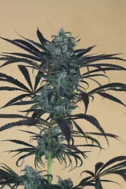 Blueberry Headband – Humboldt Seed Organization – Feminisiert