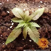 8 Ball Kush – Barneys Farm – Feminisiert