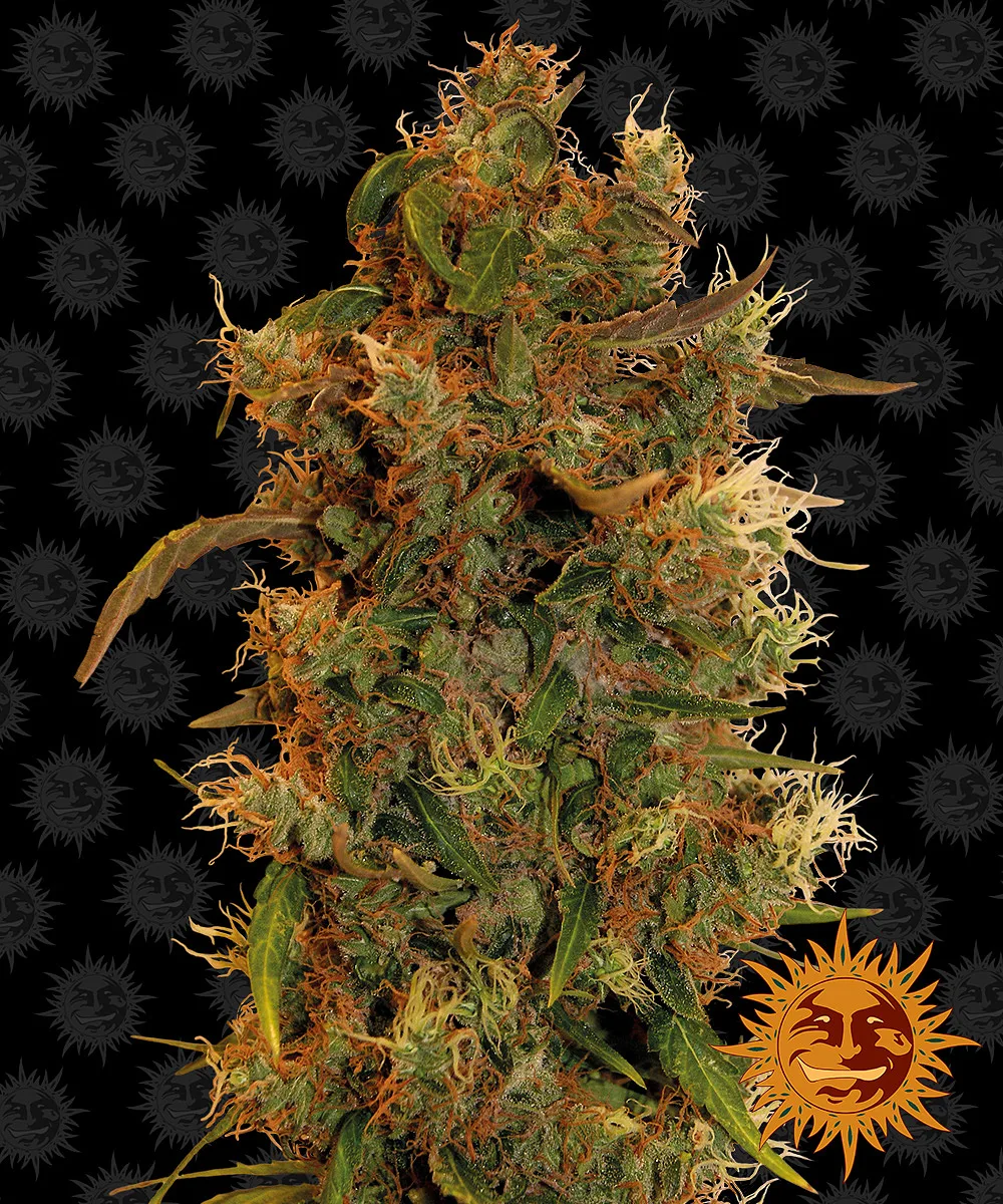8 Ball Kush – Barneys Farm – Feminisiert