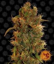 8 Ball Kush – Barneys Farm – Feminisiert