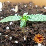 8 Ball Kush – Barneys Farm – Feminisiert