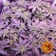 8 Ball Kush – Barneys Farm – Feminisiert