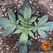 8 Ball Kush – Barneys Farm – Feminisiert
