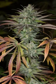 Bubba Kush 2.0 – Humboldt Seed Organization – Feminisiert