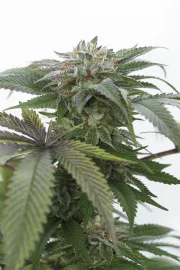 Bubba Kush 2.0 – Humboldt Seed Organization – Feminisiert