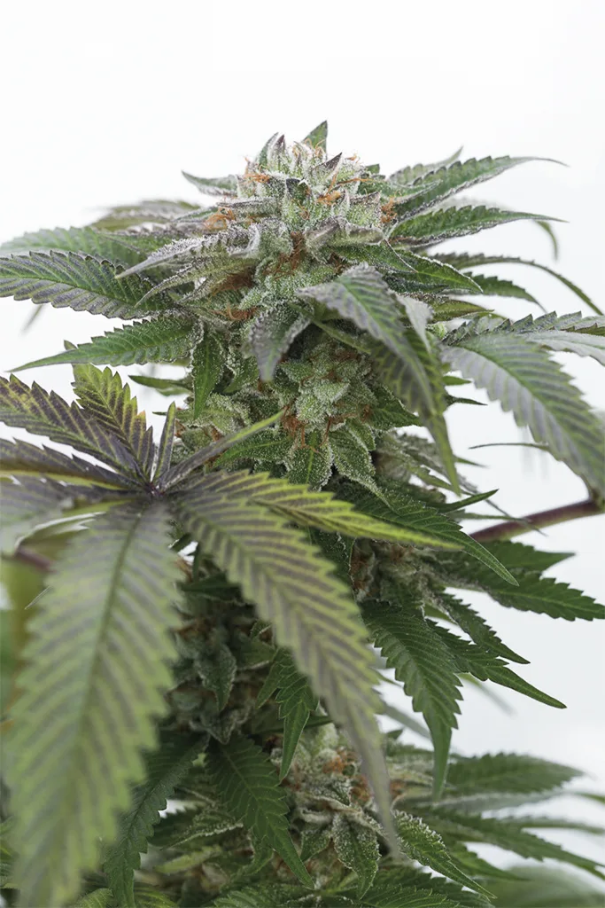 Bubba Kush 2.0 – Humboldt Seed Organization – Feminisiert