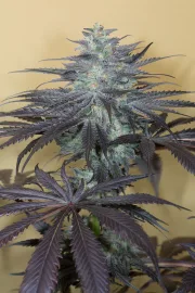 Bubba Kush 2.0 – Humboldt Seed Organization – Feminisiert