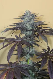 Bubba Kush 2.0 – Humboldt Seed Organization – Feminisiert