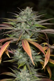 Bubba Kush 2.0 – Humboldt Seed Organization – Feminisiert