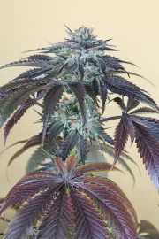 Bubba's Gift – Humboldt Seed Organization – Feminisiert