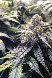 Bubba's Gift – Humboldt Seed Organization – Feminisiert