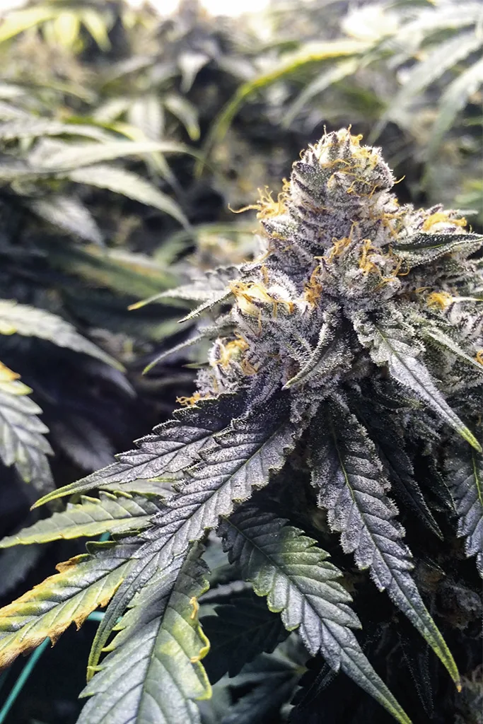 Bubba's Gift – Humboldt Seed Organization – Feminisiert