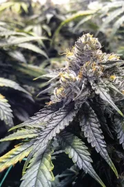 Bubba's Gift – Humboldt Seed Organization – Feminisiert