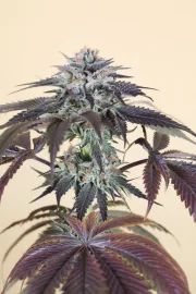 Bubba's Gift – Humboldt Seed Organization – Feminisiert