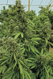 Chemdawg – Humboldt Seed Organization – Feminisiert