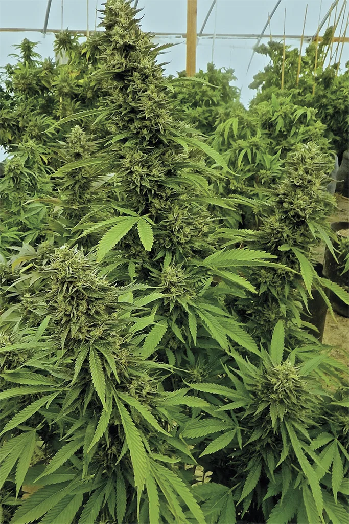 Chemdawg – Humboldt Seed Organization – Feminisiert